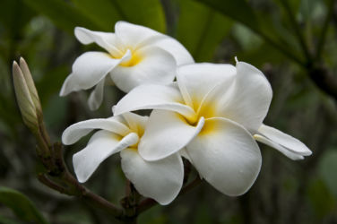 Plumeria rubra 'Samoan fluff'