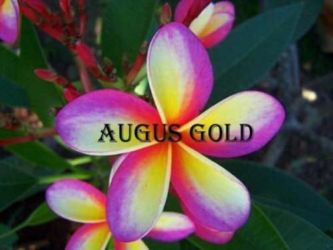 Plumeria fake 'Angus Gold'