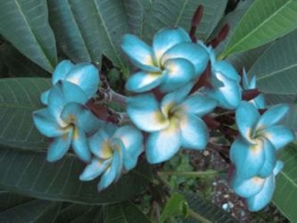 Plumeria fake 'Blue Hawaii'