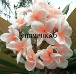 Plumeria fake 'Chompu Kao'
